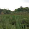 Wetland Indicator Plants: A Critical Clue Before You Break Ground