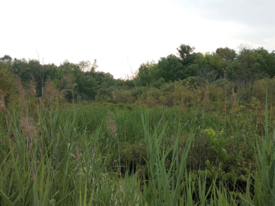 Wetland Indicator Plants: A Critical Clue Before You Break Ground