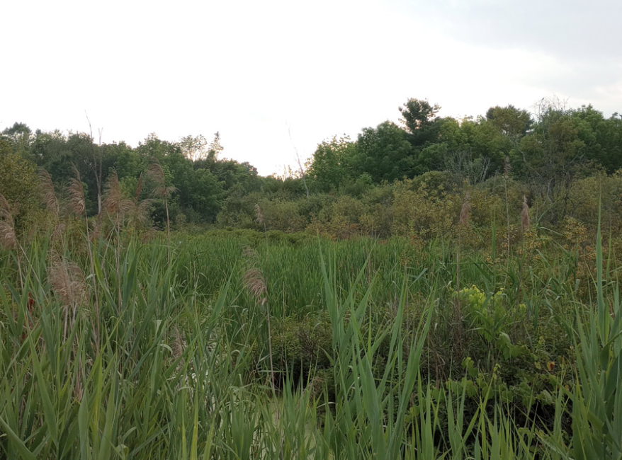 Wetland Indicator Plants: A Critical Clue Before You Break Ground