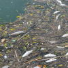 How Stormwater Runoff Causes Fish Kills: Mechanisms, Pollutants, and Environmental Impacts