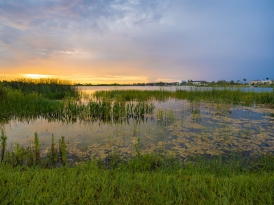 What Are Constructed Wetlands?