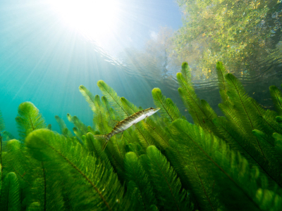 Eurasian Watermilfoil: One of North America’s Most Troublesome Aquatic Invasive Plants