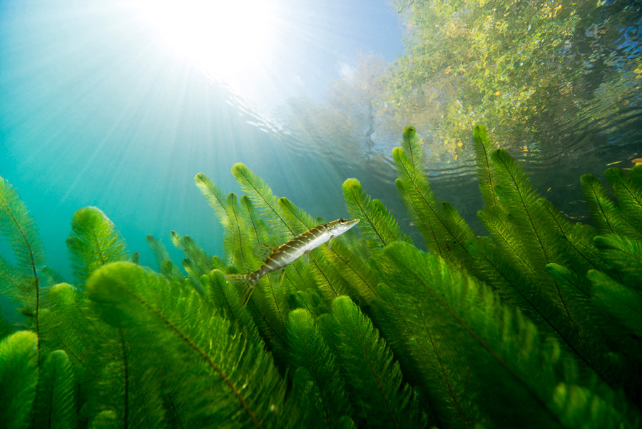 Eurasian Watermilfoil: One of North America’s Most Troublesome Aquatic Invasive Plants