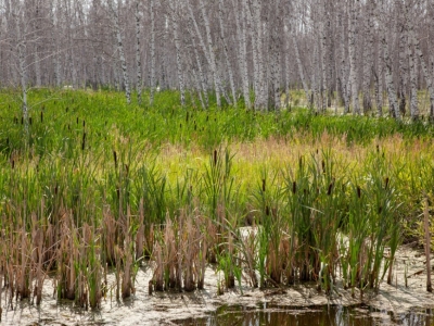 How Wetlands Act as the Kidneys of the Watershed