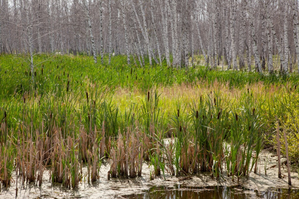 How Wetlands Act as the Kidneys of the Watershed