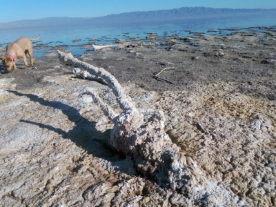 The Life and Death of the Salton Sea