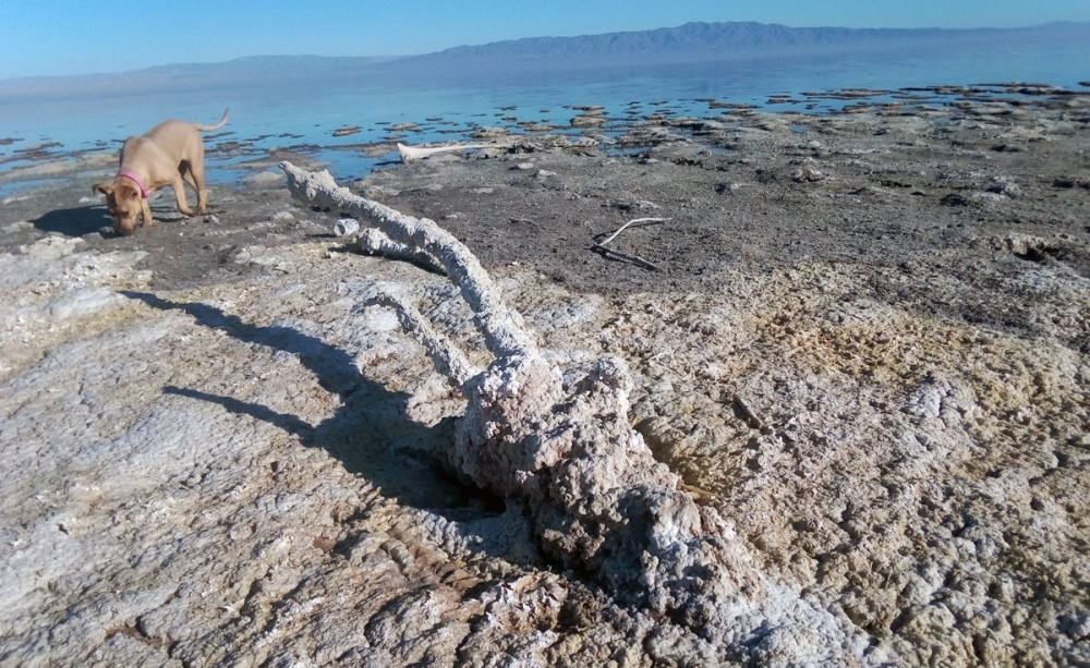 The Life and Death of the Salton Sea
