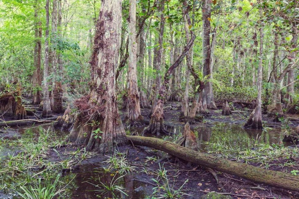 Safeguarding Hydric Soils from Stormwater Runoff