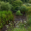 Key Design Elements of a Rain Garden and Why They Matter