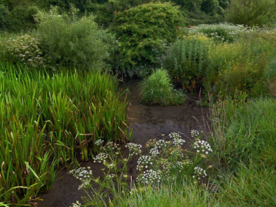 Key Design Elements of a Rain Garden and Why They Matter